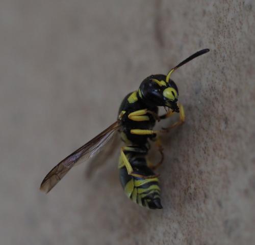 Ancistrocerus sp.